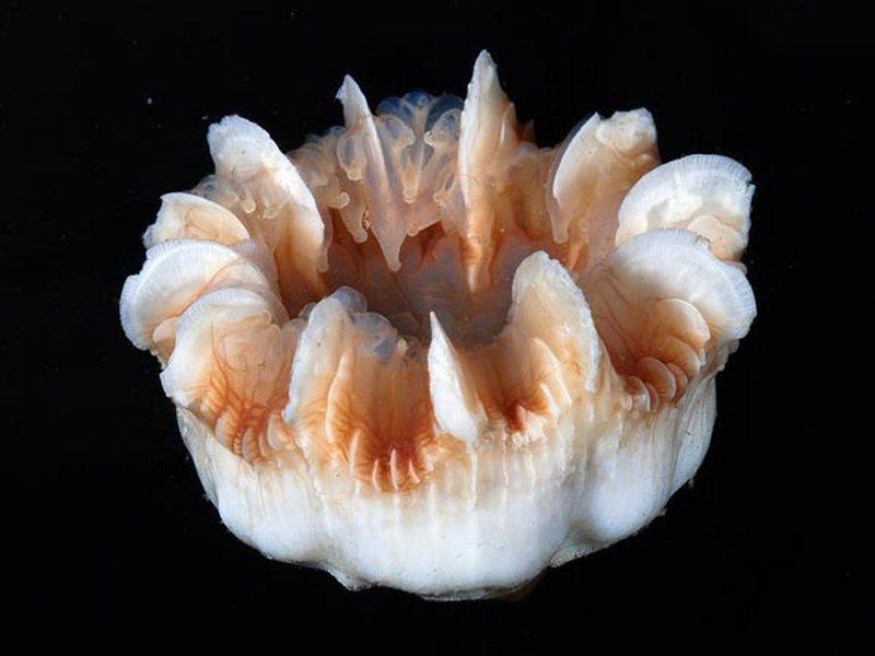 Cup Coral - Stephanocyathus Platypus - found 3,200 feet down with limestone exterior skeleton