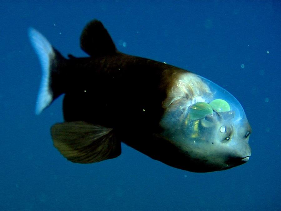Barreleye - Spook Fish