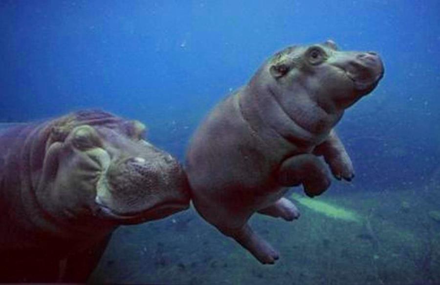 Cute Diving Hippos
