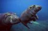 Cute Diving Hippos