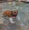 Silly dog in pool