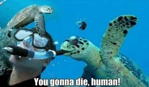 Turtle biting snorkel
