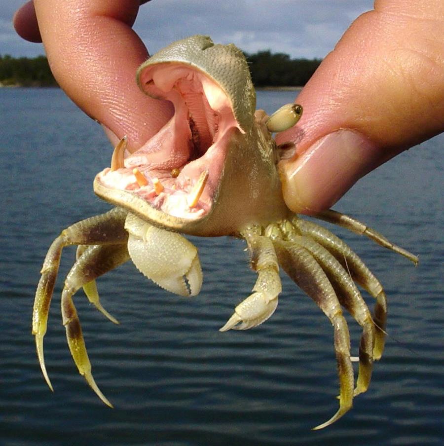 Hippo Crab