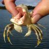 Hippo Crab