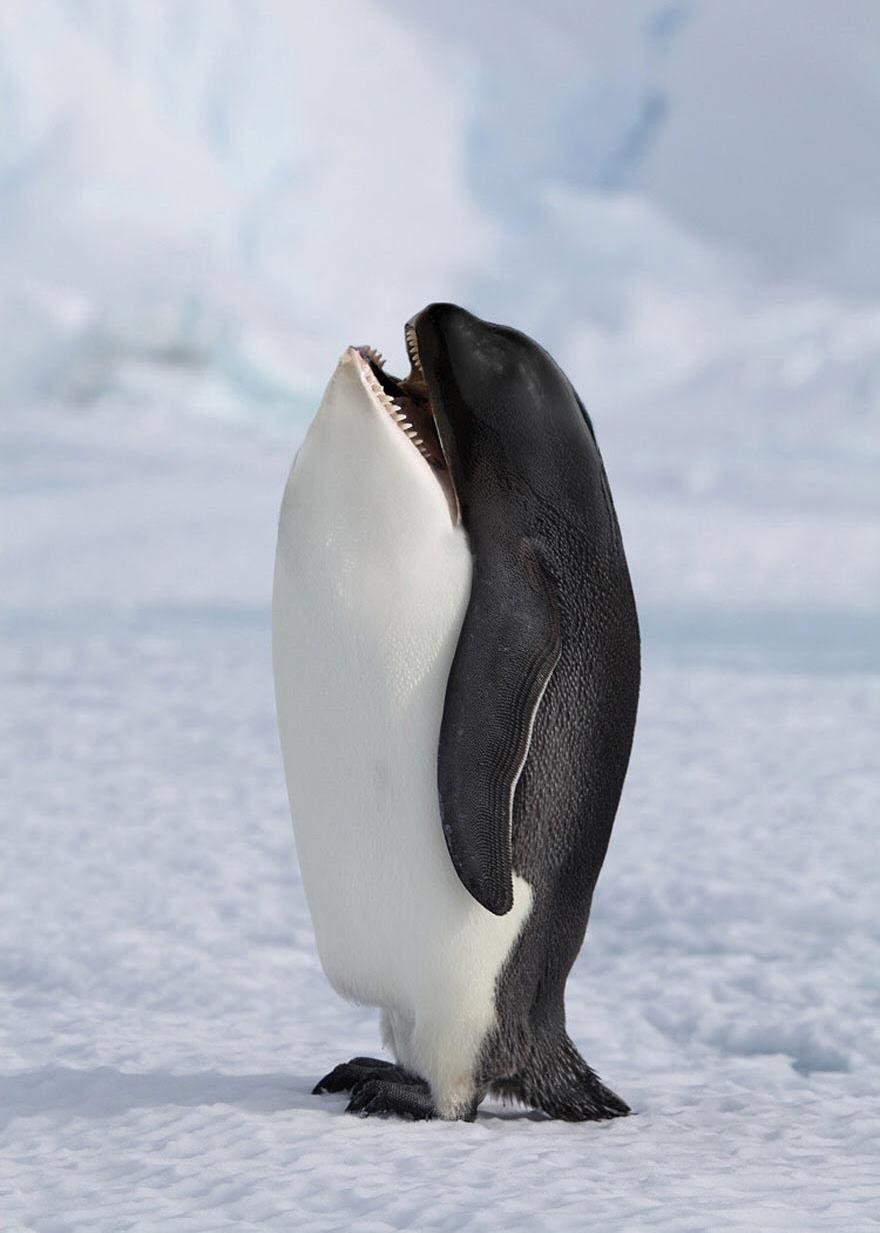 Orca Penguin