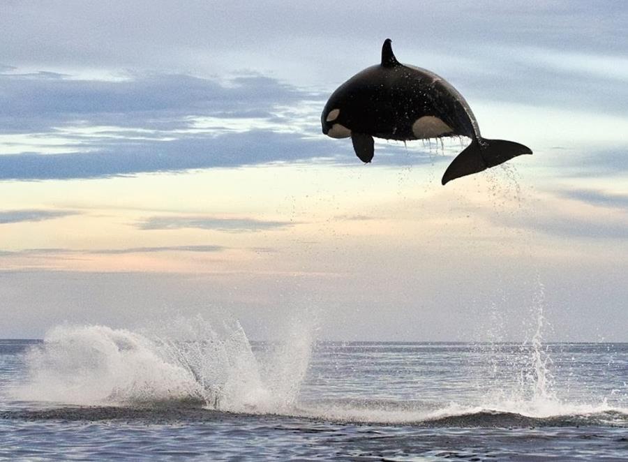 Killer Whale (Orca) Jump