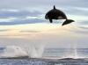 Killer Whale (Orca) Jump