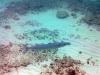 Barracuda near Barracuda Reef, Cozumel