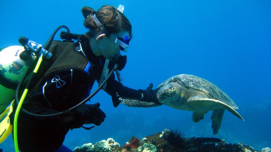 Friendly Turtles at Mala Wharf