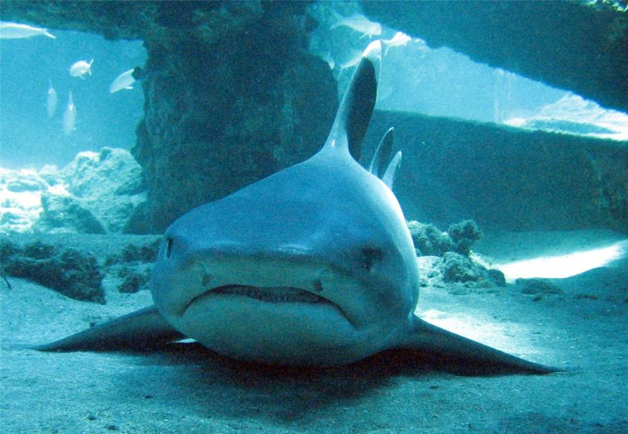 White Tips at Mala Wharf