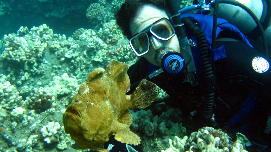 Yellow Frog Fish