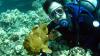 Yellow Frog Fish