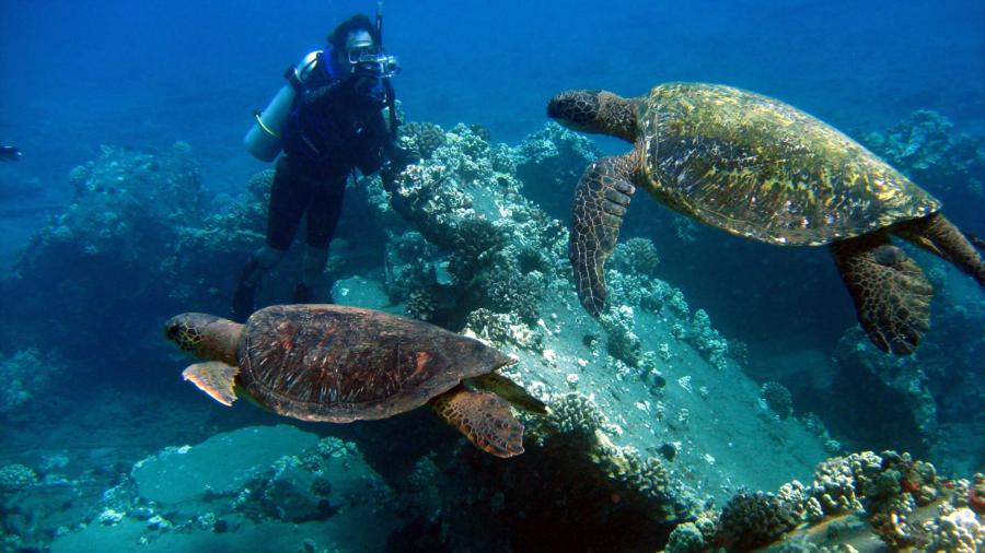 Turtles at Mala Wharf