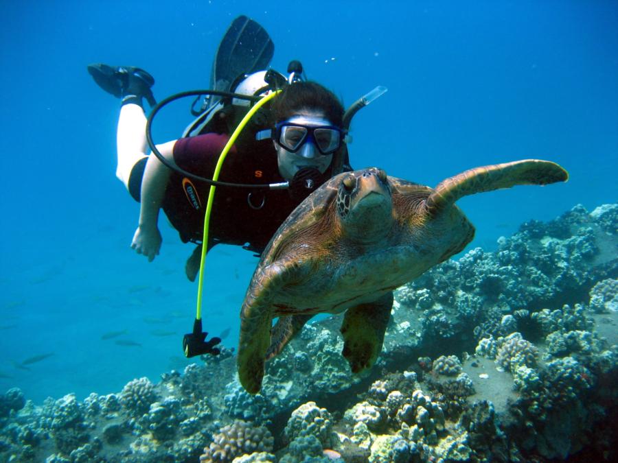 Friendly dive buddies