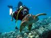 Friendly dive buddies