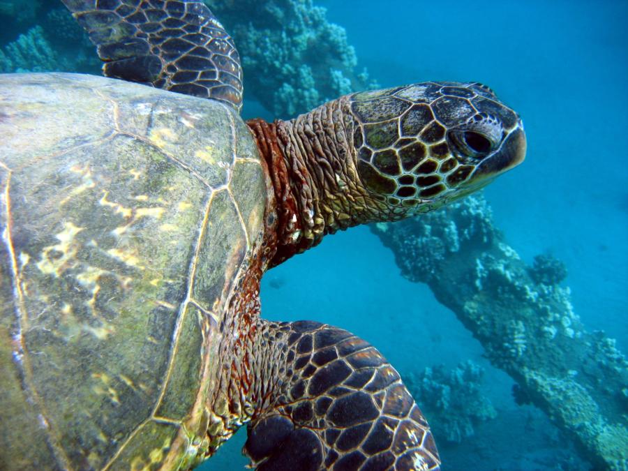 Green Sea Turtle