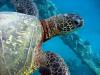 Green Sea Turtle