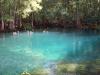 Manatee Springs