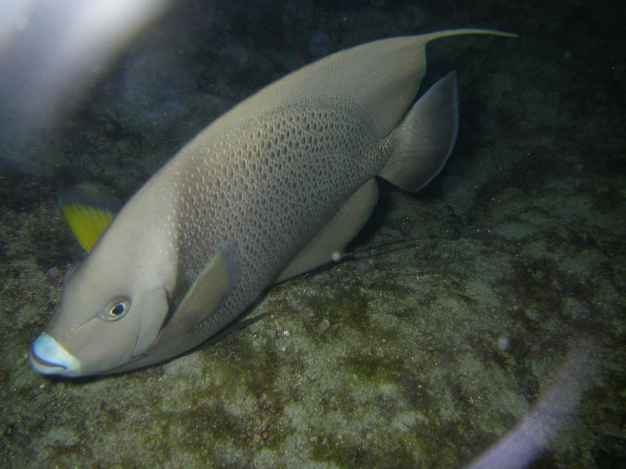 13’’ Gray/French Angle Florida