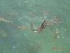 sharks in Malaysia
