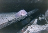 Cuttle fish Coerier Vore Atlantic Hout Bay Cape Town