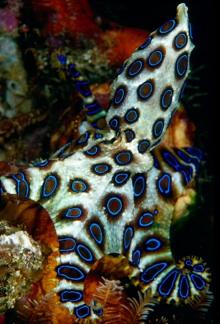 Blue Ring Octo