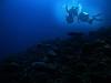Divers