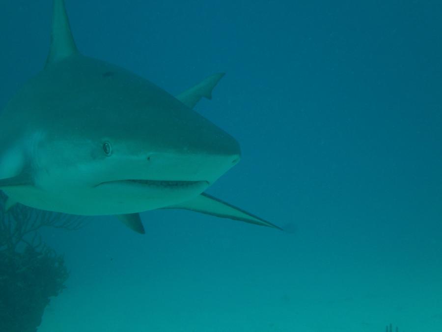 St. Marin Shark Dive