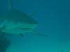 St. Marin Shark Dive