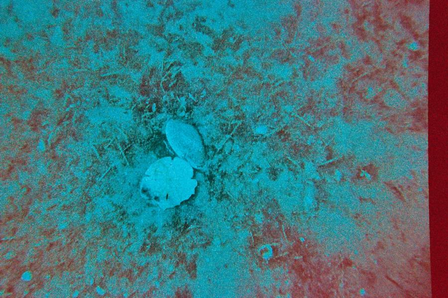 sand dollar