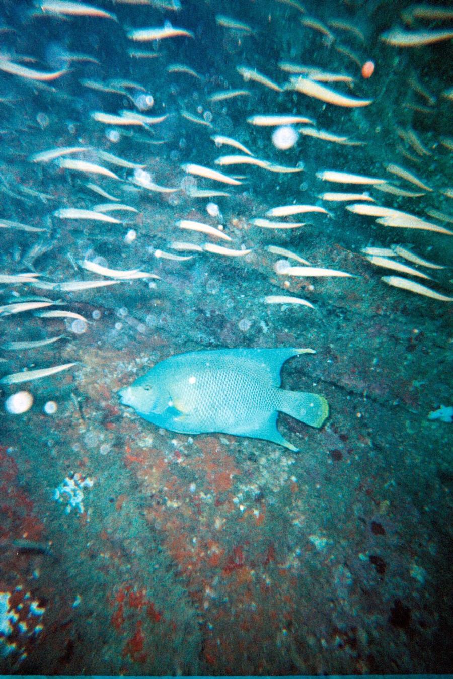 hungary fish