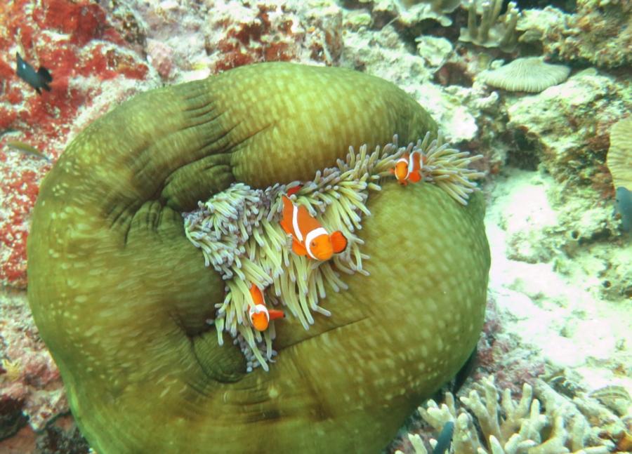 Clown Fish, Panglau, Bohol, Philippines