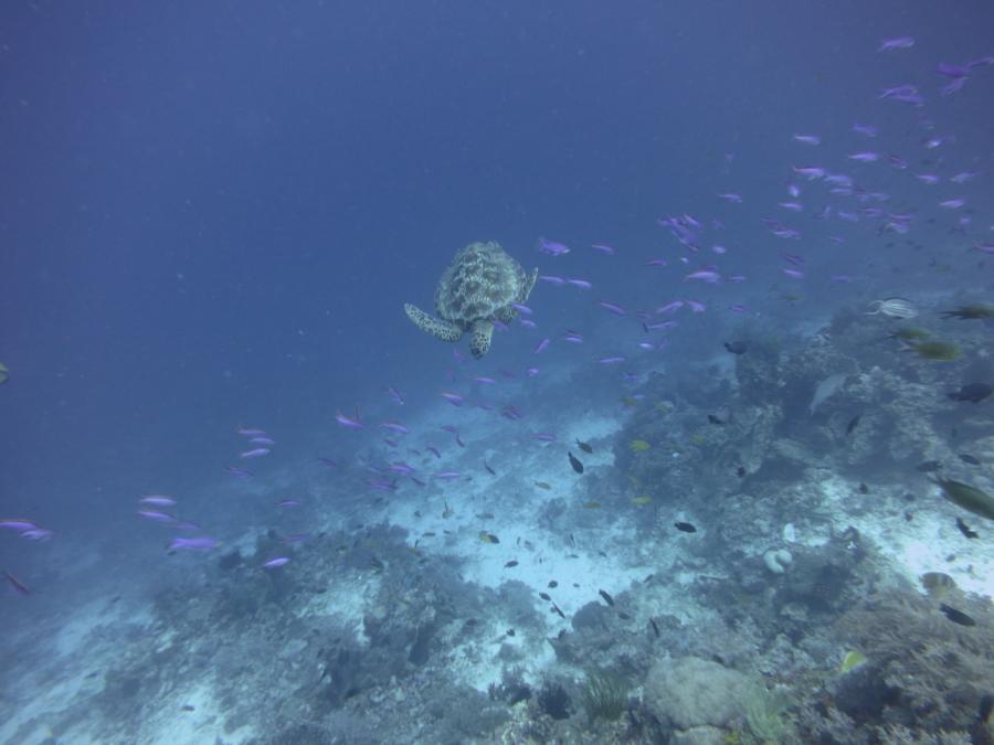 Sea Turtle, Balicasag, Bohol, Philippines