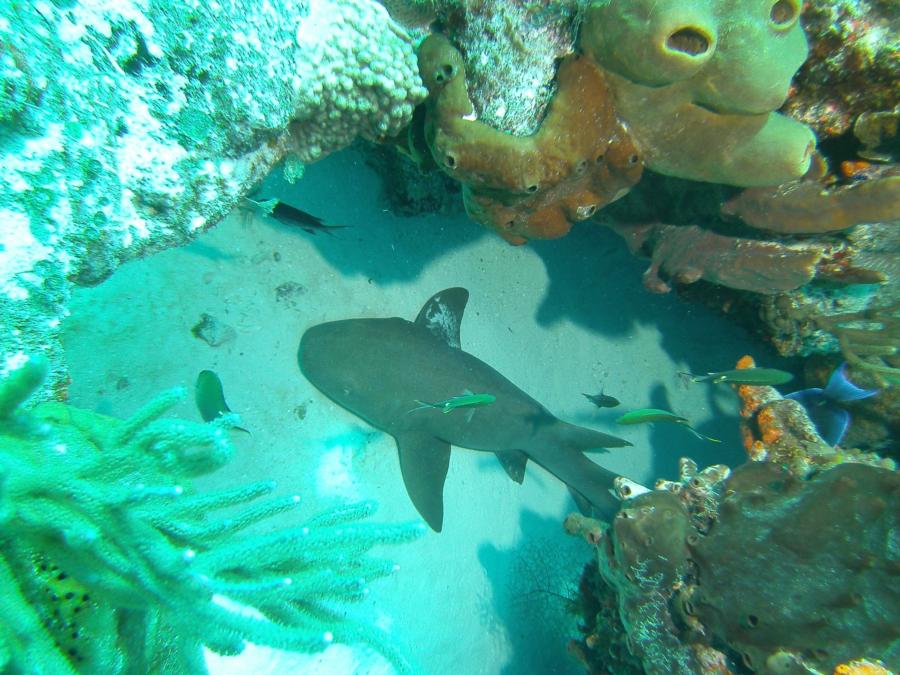 Nurse shark