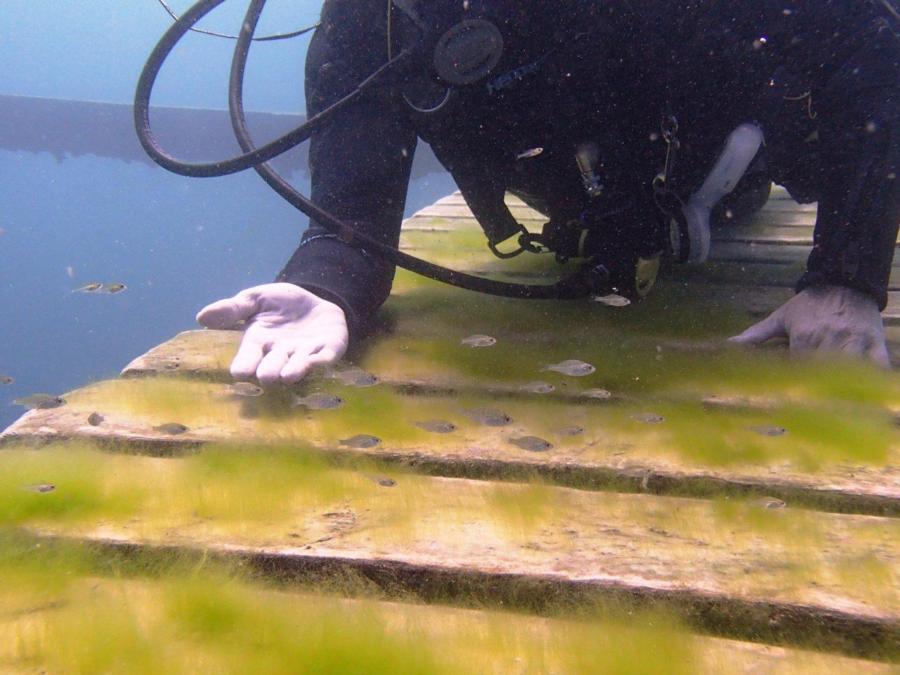 Deb with school of tiny fish