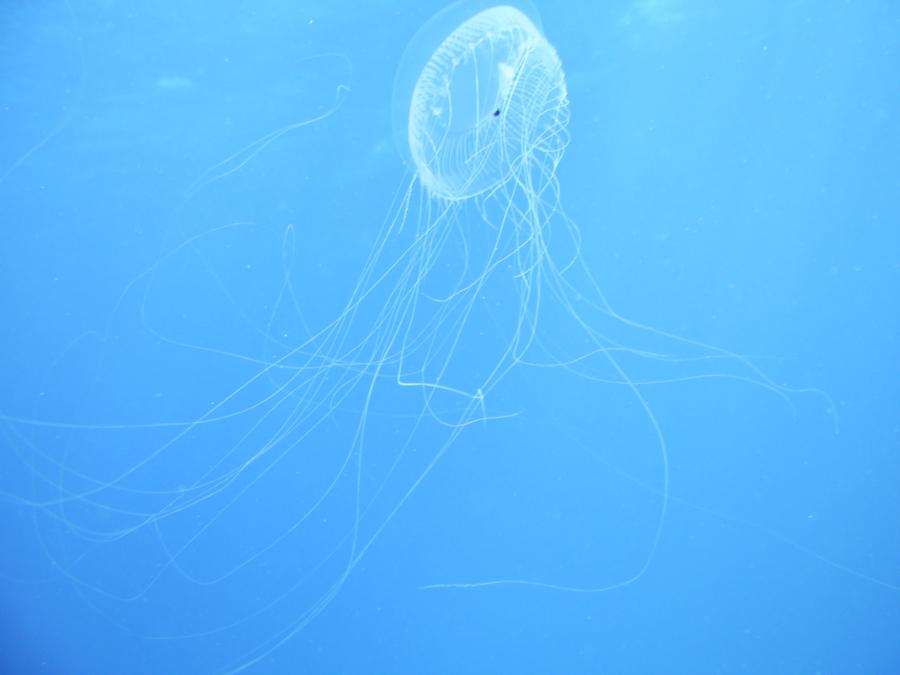 Jellyfish