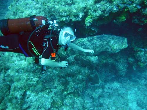 Goliath Grouper