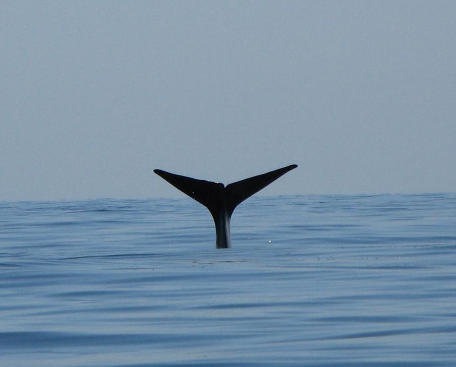 sperm whale oman