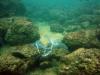 Cuttlefish mating Oman