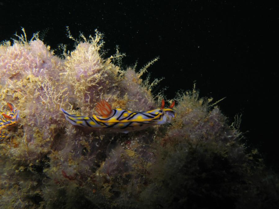 nudibranch, Oman