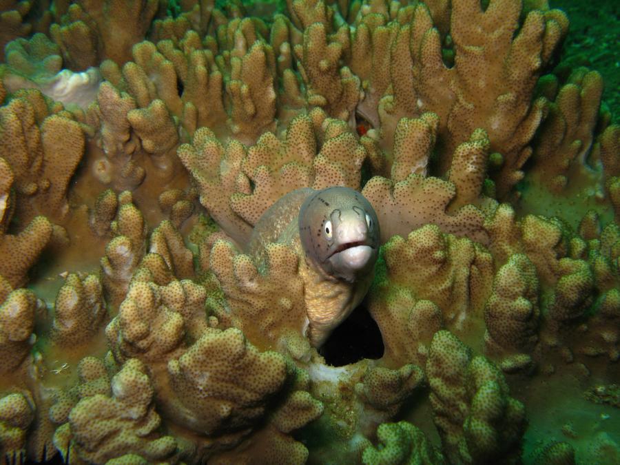 white eye moray eel, Oman