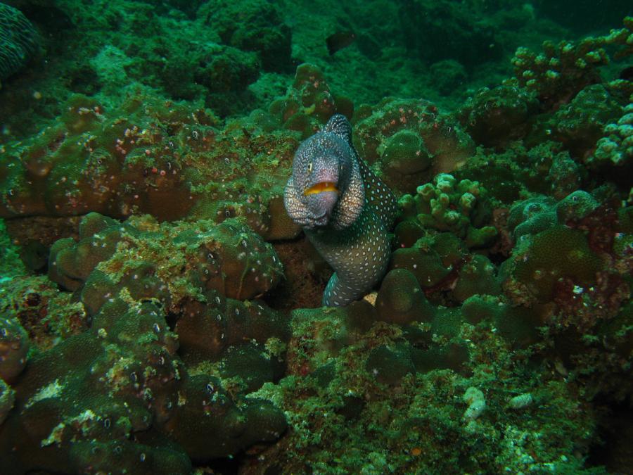 Yellow mouth moray eel