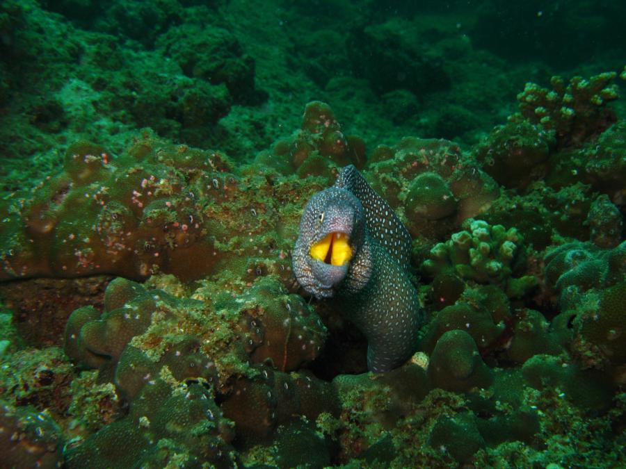 Yellow mouth moray, Oman