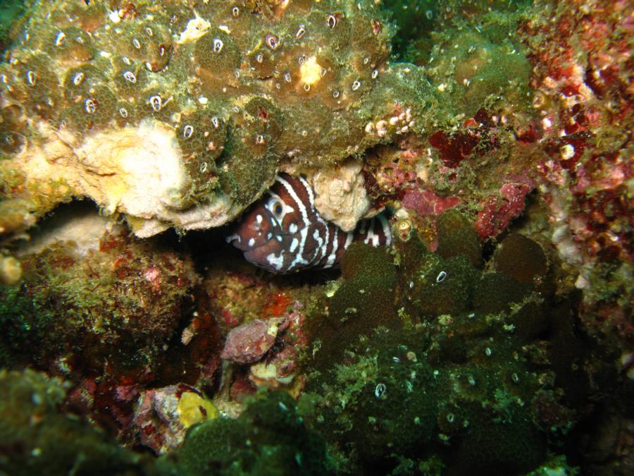 Zebra moray eel, Oman