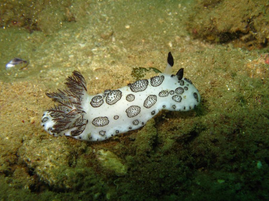 nudibranch, Oman