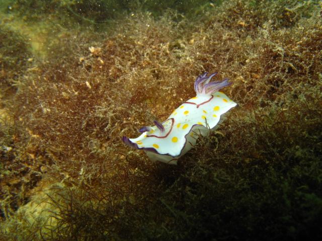Nudibranch, Oman