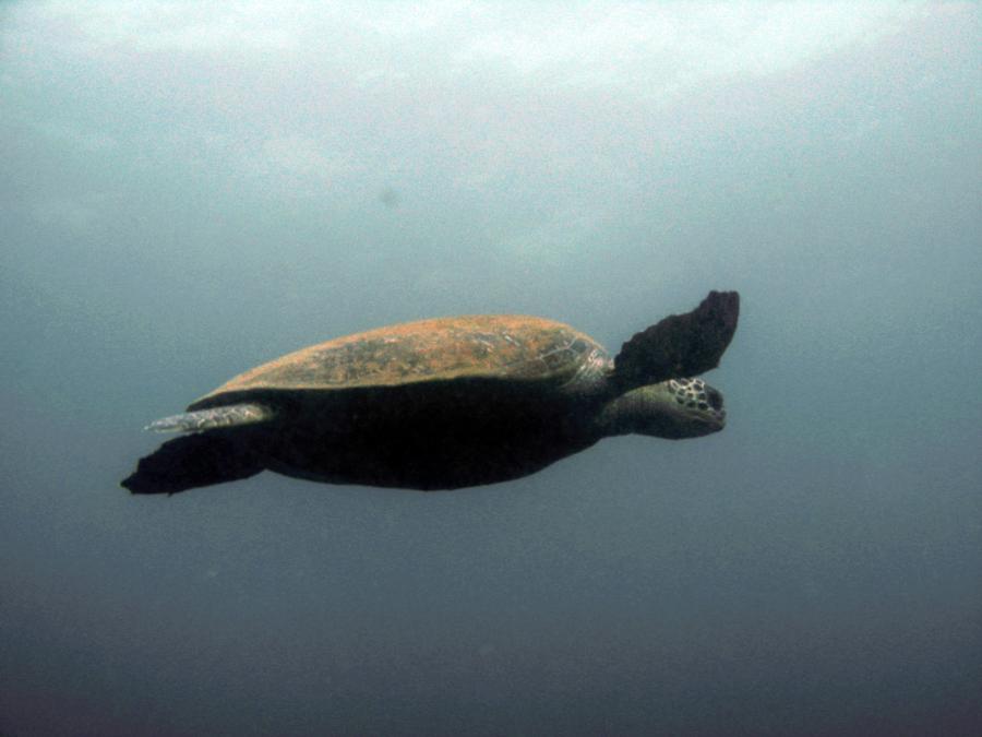 Green Turtle, Oman