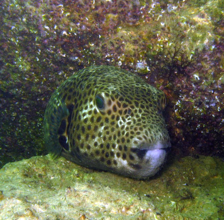 Puffer Fish