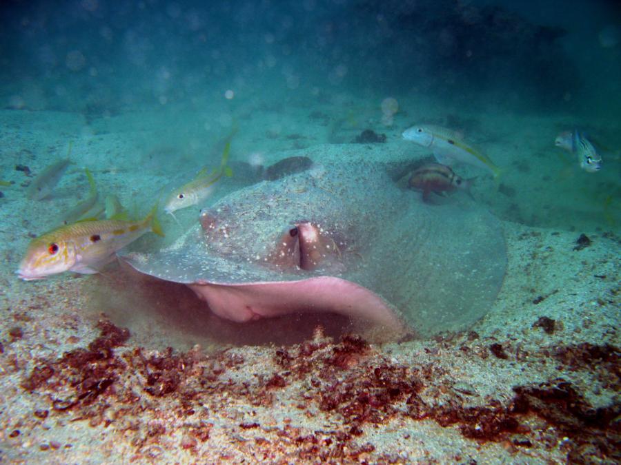 Stingray, Goatfish, Oman