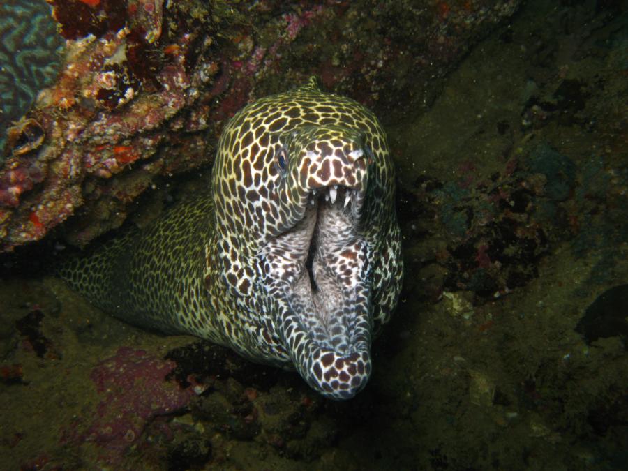 Honeycomb moray eel, Oman